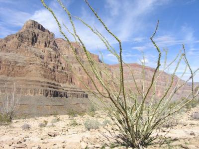 Grand Canyon 7